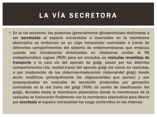 LA VÍA SECRETORA
 En la vía secretora, las proteínas (generalmente glicoproteínas) destinadas a
ser secretadas al espacio extracelular o insertadas en la membrana
plasmática se embarcan en un viaje intracelular controlado a través de
diferentes compartimentos del sistema de endomembranas que empieza
cuando son inicialmente sintetizadas en ribosomas unidos al RE
endoplasmático rugoso (RER) para ser enviadas en vesículas revestidas de
transporte a la cara cis del aparato de golgi, pasan por los distintos
compartimentos (cis, medial,trans) del aparato golgi (de nuevo en vesículas,
o por maduración de las cisternas-maduración cisternal-del golgi) donde
serán modificas (principalmente los oligosacáridos que portan) y son
empaquetadas en vesículas de secreción producidas por gemación
controlada en la red trans del golgi (TGN) (el centro de clasificación del
golgi), llevadas hasta la membrana plasmática donde la membranas de la
vesículas se fusionarán finalmente con la membrana plasmática para liberar
por exocitosis al espacio extracelular los cargo contenidos en las mismas.

 