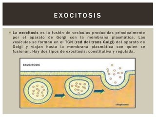 EXOCITOSIS
 La exocitosis es la fusión de vesículas producidas principalmente
por el aparato de Golgi con la membrana plasmática. Las
vesículas se forman en el TGN (red del trans Golgi) del aparato de
Golgi y viajan hasta la membrana plasmática con quien se
fusionan. Hay dos tipos de exocitosis: constitutiva y regulada.

 