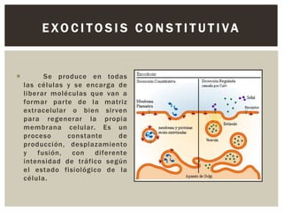 EXOCITOSIS CONSTITUTIVA



Se produce en todas
las células y se encarga de
liberar moléculas que van a
formar par te de la matriz
extracelular o bien sir ven
para regenerar la propia
membrana celular. Es un
proceso
constante
de
producción, desplazamiento
y
fusión,
con
diferente
intensidad de tráfico según
el estado fisiológico de la
célula.

 