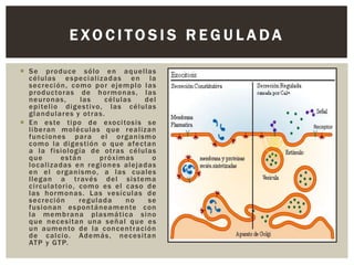 EXOCITOSIS REGULADA
 S e pro duce sólo en aq uellas
c él ulas es pe cializa das en la
se c re ción , c omo po r ejem plo las
pro duc to ras de h o rmonas , las
ne uronas ,
las
cél ulas
del
e pi telio diges tivo, las cél ulas
g l a ndula res y ot ra s .
 En es te ti po d e exo ci tosis se
li be ran moléculas q ue realiz an
fun ciones pa ra el o rganismo
c omo la diges tión o q ue a fe c tan
a la fisiología de otras c élulas
q ue
es tá n
pró ximas
o
lo caliza das en region es aleja das
en el o rganismo , a las c uales
llegan a t ravés del sis tema
c i rc ula to rio , como es el caso d e
las ho rm onas . Las vesíc ulas d e
se c re ción
reg ula da
no
se
fusionan es pon t áneamen te c on
la mem brana pl asmá tica sino
q ue nec esita n un a señ al q ue es
un a umen to de la con cen t ra ción
d e cal cio. Además , ne cesitan
ATP y GTP.

 