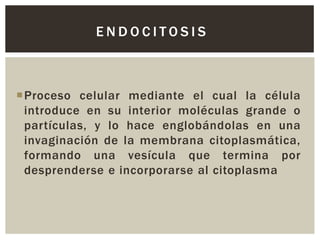 ENDOCITOSIS

Proceso celular mediante el cual la célula
introduce en su interior moléculas grande o
partículas, y lo hace englobándolas en una
invaginación de la membrana citoplasmática,
formando una vesícula que termina por
desprenderse e incorporarse al citoplasma

 