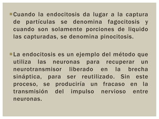 Cuando la endocitosis da lugar a la captura
de partículas se denomina fagocitosis y
cuando son solamente porciones de liquido
las capturadas, se denomina pinocitosis.
La endocitosis es un ejemplo del método que
utiliza las neuronas para recuperar un
neurotransmisor liberado en la brecha
sináptica, para ser reutilizado. Sin este
proceso, se produciría un fracaso en la
transmisión del impulso nervioso entre
neuronas.

 