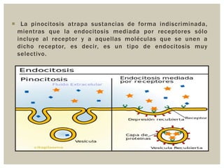  La pinocitosis atrapa sustancias de forma indiscriminada,
mientras que la endocitosis mediada por receptores sólo
incluye al receptor y a aquellas moléculas que se unen a
dicho receptor, es decir, es un tipo de endocitosis muy
selectivo.

 