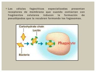  Las
células
fagociticas
especializadas
presentan
receptores de membrana que cuando contactan con
fragmentos
celulares
inducen
la
formación
de
pseudópodos que la recubren formando los fagosomas.

 