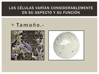 LAS CÉLULAS VARÍAN CONSIDERABLEMENTE
EN SU ASPECTO Y SU FUNCIÓN

 Ta m a ñ o . -

 