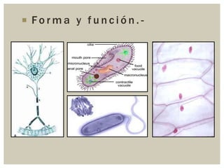  Forma y función.-

 