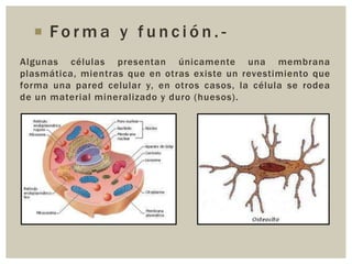  Forma y función.Algunas células presentan únicamente una membrana
plasmática, mientras que en otras existe un revestimiento que
forma una pared celular y, en otros casos, la célula se rodea
de un material mineralizado y duro (huesos).

 