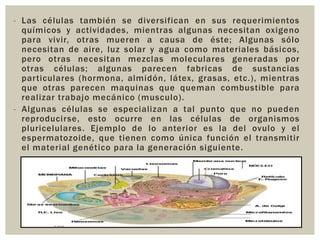 - Las células también se diversifican en sus requerimientos
químicos y actividades, mientras algunas necesitan oxigeno
para vivir, otras mueren a causa de éste; Algunas sólo
necesitan de aire, luz solar y agua como materiales básicos,
pero otras necesitan mezclas moleculares generadas por
otras células; algunas parecen fabricas de sustancias
particulares (hormona, almidón, látex, grasas, etc.), mientras
que otras parecen maquinas que queman combustible para
realizar trabajo mecánico (musculo).
- Algunas células se especializan a tal punto que no pueden
reproducirse, esto ocurre en las células de organismos
pluricelulares. Ejemplo de lo anterior es la del ovulo y el
espermatozoide, que tienen como única función el transmitir
el material genético para la generación siguiente.

 