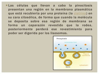  Las células que llevan a cabo la pinocitosis
presentan una región en la membrana plasmática
que está recubierta por una proteína (la clatrina) en
su cara citosólica, de forma que cuando la molécula
se deposita sobre esa región de membrana se
forma un caparazón revestido que la rodea,
posteriormente perderá ese revestimiento para
poder ser digerida por los lisosomas.

 
