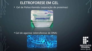 ELETROFORESE EM GEL
• Gel de Poliacrilamida (separação de proteínas)
• Gel de agarose (eletroforese de DNA)
 
