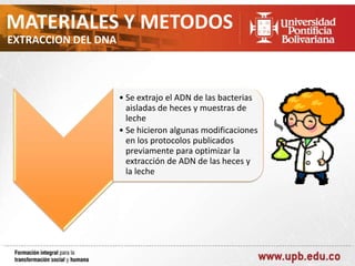MATERIALES Y METODOS
EXTRACCION DEL DNA

• Se extrajo el ADN de las bacterias
aisladas de heces y muestras de
leche
• Se hicieron algunas modificaciones
en los protocolos publicados
previamente para optimizar la
extracción de ADN de las heces y
la leche

 