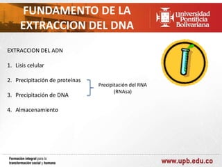 FUNDAMENTO DE LA
EXTRACCION DEL DNA
EXTRACCION DEL ADN
1. Lisis celular
2. Precipitación de proteínas
3. Precipitación de DNA
4. Almacenamiento

Precipitación del RNA
(RNAsa)

 