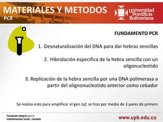 MATERIALES Y METODOS
PCR

FUNDAMENTO PCR
1. Desnaturalización del DNA para dar hebras sencillas
2. Hibridación especifica de la hebra sencilla con un
oligonucleotido
3. Replicación de la hebra sencilla por una DNA polimerasa a
partir del olignonucleotido anterior como cebador

Se realizo esto para amplificar el gen tuf, se hizo por medio de 3 pares de primers

 