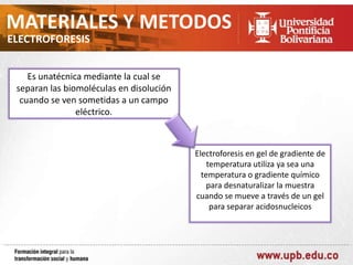 MATERIALES Y METODOS
ELECTROFORESIS

Es unatécnica mediante la cual se
separan las biomoléculas en disolución
cuando se ven sometidas a un campo
eléctrico.

Electroforesis en gel de gradiente de
temperatura utiliza ya sea una
temperatura o gradiente químico
para desnaturalizar la muestra
cuando se mueve a través de un gel
para separar acidosnucleicos

 