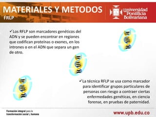 MATERIALES Y METODOS
FRLP
Los RFLP son marcadores genéticos del
ADN y se pueden encontrar en regiones
que codifican proteínas o exones, en los
intrones o en el ADN que separa un gen
de otro.

La técnica RFLP se usa como marcador
para identificar grupos particulares de
personas con riesgo a contraer ciertas
enfermedades genéticas, en ciencia
forense, en pruebas de paternidad.

 