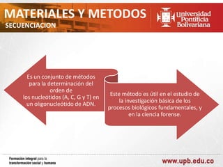 MATERIALES Y METODOS
SECUENCIACION

Es un conjunto de métodos
para la determinación del
orden de
los nucleótidos (A, C, G y T) en
un oligonucleótido de ADN.

Este método es útil en el estudio de
la investigación básica de los
procesos biológicos fundamentales, y
en la ciencia forense.

 