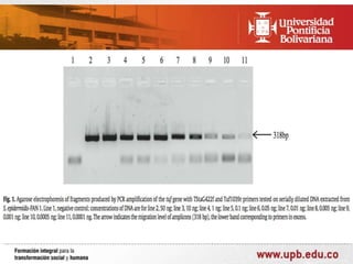 Seminario Biología Molecular
