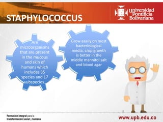 STAPHYLOCOCCUS
Are
microorganisms
that are present
in the mucous
and skin of
humans which
includes 35
species and 17
subspecies.

Grow easily on most
bacteriological
media, crop growth
is better in the
middle mannitol salt
and blood agar

 