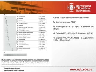 •De las 18 solo se discriminaron 15 bandas.
Se discriminaron con RFLP:
•S. Haemolyticus (182 y 139pb) - S. Scheiferi (no)
(Bmpl)
•S. Cohnni (160 y 161pb) – S. Capitis (no) (Folk)
•S. Caprae (140, 114, 53,13pb) – S. Lugdunensis
(140 y 180pb) (Acul)

 