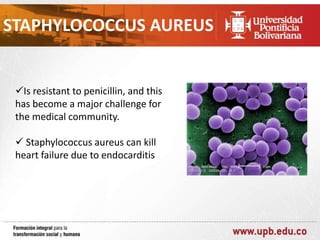 STAPHYLOCOCCUS AUREUS

Is resistant to penicillin, and this
has become a major challenge for
the medical community.
 Staphylococcus aureus can kill
heart failure due to endocarditis

 