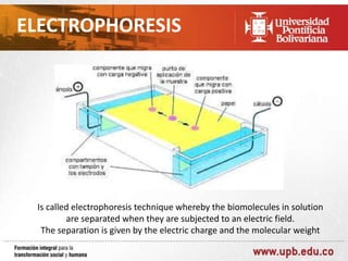 ELECTROPHORESIS

Is called electrophoresis technique whereby the biomolecules in solution
are separated when they are subjected to an electric field.
The separation is given by the electric charge and the molecular weight

 