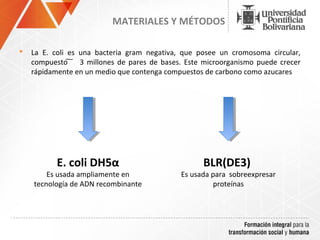 MATERIALES Y MÉTODOS

   La E. coli es una bacteria gram negativa, que posee un cromosoma circular,
    compuesto ͠ 3 millones de pares de bases. Este microorganismo puede crecer
    rápidamente en un medio que contenga compuestos de carbono como azucares




           E. coli DH5α                            BLR(DE3)
        Es usada ampliamente en              Es usada para sobreexpresar
    tecnología de ADN recombinante                    proteínas
 