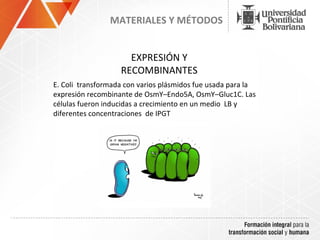 MATERIALES Y MÉTODOS


                     EXPRESIÓN Y
                   RECOMBINANTES
E. Coli transformada con varios plásmidos fue usada para la
expresión recombinante de OsmY–Endo5A, OsmY–Gluc1C. Las
células fueron inducidas a crecimiento en un medio LB y
diferentes concentraciones de IPGT
 