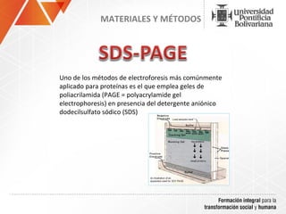 MATERIALES Y MÉTODOS




Uno de los métodos de electroforesis más comúnmente
aplicado para proteínas es el que emplea geles de
poliacrilamida (PAGE = polyacrylamide gel
electrophoresis) en presencia del detergente aniónico
dodecilsulfato sódico (SDS)
 