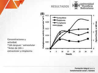 RESULTADOS




Concentraciones y
actividad.
*16h despues ˃ extracelular
*Antes de 16h =
extracelular y citoplasma
 