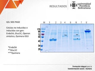RESULTADOS



GEL SDS PAGE

Celulas no inducidas e
inducidas con gen:
Endo5A, Gluc1C, Operon
sintetico, Quimera EG3



 *Endo5A
 **Gluc1C
 ***Quimera
 