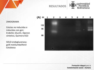 RESULTADOS



ZIMOGRAMA

Celulas no inducidas e
inducidas con gen:
Endo5A, Gluc1C, Operon
sintetico, Quimera EG3

SOLO endogluconasa-
gel4 metilumbelifenil
Celubiosa
 