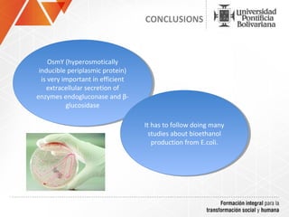 CONCLUSIONS



     OsmY (hyperosmotically
      OsmY (hyperosmotically
 inducible periplasmic protein)
  inducible periplasmic protein)
  is very important in efficient
   is very important in efficient
    extracellular secretion of
     extracellular secretion of
enzymes endogluconase and β-
 enzymes endogluconase and β-
            glucosidase
             glucosidase

                                    It has to follow doing many
                                     It has to follow doing many
                                      studies about bioethanol
                                       studies about bioethanol
                                       production from E.coli.
                                        production from E.coli.
 