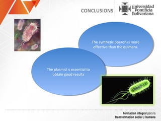 CONCLUSIONS




                               The synthetic operon is more
                                The synthetic operon is more
                                effective than the quimera.
                                 effective than the quimera.




The plasmid is essential to
 The plasmid is essential to
   obtain good results
    obtain good results
 