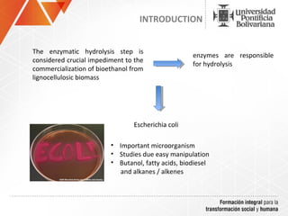 INTRODUCTION


The enzymatic hydrolysis step is
                                                    enzymes are responsible
considered crucial impediment to the
                                                    for hydrolysis
commercialization of bioethanol from
lignocellulosic biomass




                                Escherichia coli

                         • Important microorganism
                         • Studies due easy manipulation
                         • Butanol, fatty acids, biodiesel
                           and alkanes / alkenes
 