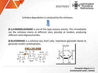 ENZYMES


             Cellulose degradation is catalyzed by the cellulases



β-1,4-ENDOGLUCANASE is one of this type enzyme activity. This immediately
cut the cellulose chains at different sites, possibly at random, producing
different sized oligosaccharides.

β-GLUCOSIDASE is a cellulose too, that’s why hydrolyzes glycosidic bonds to
generate smaller carbohydrates.
 