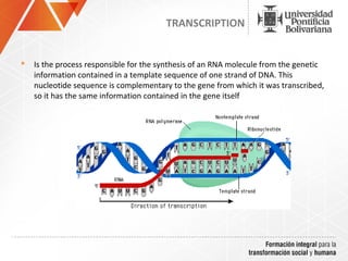TRANSCRIPTION


   Is the process responsible for the synthesis of an RNA molecule from the genetic
    information contained in a template sequence of one strand of DNA. This
    nucleotide sequence is complementary to the gene from which it was transcribed,
    so it has the same information contained in the gene itself
 
