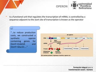 OPERON


   Is a functional unit that regulates the transcription of mRNA, is controlled by a
    sequence adjacent to the start site of transcription is known as the operator




     “…to reduce production
     costs, we constructed a
     synthetic        operon
     containing genes for
     OsmY–Endo5A         and
     OsmY–Gluc1C….”
 