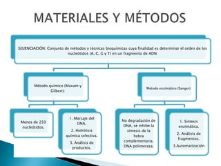 SEUENCIACIÓN: Conjunto de métodos y técnicas bioquímicas cuya finalidad es determinar el orden de los
nucleótidos (A, C, G y T) en un fragmento de ADN.
Método químico (Maxam y
Gilbert):
Menos de 250
nucleótidos.
1. Marcaje del
DNA.
2. Hidrólisis
química selectiva.
3. Análisis de
productos.
Método enzimático (Sanger):
No degradación de
DNA, se inhibe la
síntesis de la
hebra
complementaria.
DNA polimerasa.
1. Síntesis
enzimática.
2. Análisis de
fragmentos.
3.Automatización.
 