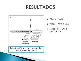 Localización y recurrencia de las
mutaciones de CSF3R
 Q741X  AML
 T618I POT-T-ALL
 5 pacientes CNL o
CML atípica
 