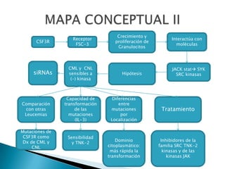 CSF3R
Receptor
FSC-3
Crecimiento y
proliferación de
Granulocitos
Interactúa con
moléculas
JACK stat SYK
SRC kinasasHipótesis
CML y CNL
sensibles a
(-) kinasa
siRNAs
Comparación
con otras
Leucemias
Mutaciones de
CSF3R como
Dx de CML y
CNL
Capacidad de
transformación
de las
mutaciones
(IL-3)
Sensibilidad
y TNK-2
Diferencias
entre
mutaciones
por
Localización
Dominio
citoplasmático:
más rápida la
transformación
Tratamiento
Inhibidores de la
familia SRC TNK-2
kinasas y de las
kinasas JAK
 