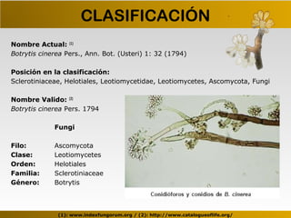 Seminario botrytis cinerea | PPT