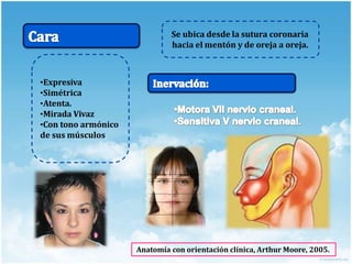 Anatomía con orientación clínica, Arthur Moore, 2005.
Se ubica desde la sutura coronaria
hacia el mentón y de oreja a oreja.
•Expresiva
•Simétrica
•Atenta.
•Mirada Vivaz
•Con tono armónico
de sus músculos
 