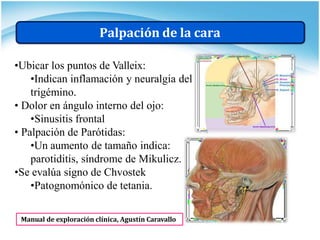 •Ubicar los puntos de Valleix:
•Indican inflamación y neuralgia del
trigémino.
• Dolor en ángulo interno del ojo:
•Sinusitis frontal
• Palpación de Parótidas:
•Un aumento de tamaño indica:
parotiditis, síndrome de Mikulicz.
•Se evalúa signo de Chvostek
•Patognomónico de tetania.
Palpación de la cara
Manual de exploración clínica, Agustín Caravallo
 