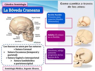 Cátedra: Semiología
Recién Nacido:
Presenta unos
espacios blandos
(fontanelas)
Adulto: El cráneo
no es flexible.
Senil:
Sinestosis, adelga
zamiento
progresivo de los
huesos de la
calota.
Los huesos se unen por las suturas:
Sutura Coronal
 Sutura Escamosa (temporal y
parietal)
Sutura Sagital o interparietal
 Sutura lambdoidea
o parietooccipital
Semiología Médica. Argente Alvarez.
 