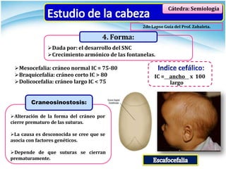 Cátedra: Semiología
Dada por: el desarrollo del SNC
Crecimiento armónico de las fontanelas.
4. Forma:
IC = ancho x 100
largo
Mesocefalia: cráneo normal IC = 75-80
Braquicefalia: cráneo corto IC > 80
Dolicocefalia: cráneo largo IC < 75
Craneosinostosis:
Alteración de la forma del cráneo por
cierre prematuro de las suturas.
La causa es desconocida se cree que se
asocia con factores genéticos.
Depende de que suturas se cierran
prematuramente.
2do Lapso Guía del Prof. Zabaleta.
 