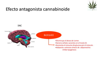 Efecto antagonista cannabinoide


     SNC


                  BLOQUEO

                            •Disminuye el deseo de comer.
                            •Genera señales saciantes en el tracto GI.
                            •Aumenta el consumo de glucosa por el músculo.
                            •Adipocito: estimula síntesis de adiponectina
                                     inhibe lipogénesis
 