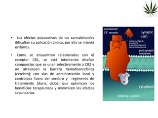 •    Los efectos psicoactivos de los cannabinoides
    dificultan su aplicación clínica, por ello se intenta
    evitarlos.

•    Como se encuentran relacionados con el
    receptor CB1, se está intentando diseñar
    compuestos que se unan selectivamente a CB2 y
    no atraviesen la barrera hematoencefálica
    (cerebro); con vías de administración local y
    controlada fuera del cerebro y regímenes de
    tratamiento (dosis, ciclos) que optimicen los
    beneficios terapéuticos y minimicen los efectos
    secundarios.
 