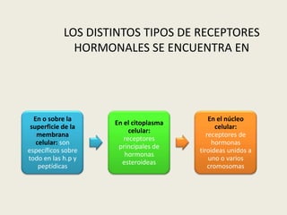 LOS DISTINTOS TIPOS DE RECEPTORES
              HORMONALES SE ENCUENTRA EN




  En o sobre la                            En el núcleo
                    En el citoplasma
 superficie de la                             celular:
                         celular:
   membrana                               receptores de
                       receptores
   celular: son                             hormonas
                     principales de
específicos sobre                      tiroideas unidos a
                       hormonas
todo en las h.p y                          uno o varios
                      esteroideas
    peptídicas                             cromosomas
 