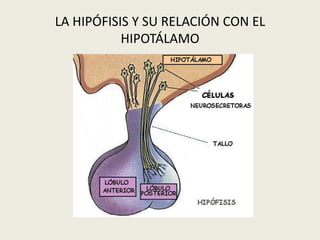 LA HIPÓFISIS Y SU RELACIÓN CON EL
           HIPOTÁLAMO
 