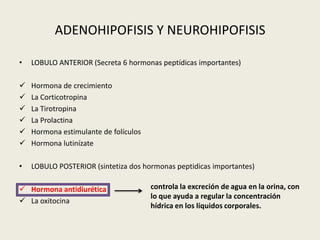 ADENOHIPOFISIS Y NEUROHIPOFISIS

•   LOBULO ANTERIOR (Secreta 6 hormonas peptídicas importantes)

   Hormona de crecimiento
   La Corticotropina
   La Tirotropina
   La Prolactina
   Hormona estimulante de folículos
   Hormona lutinízate

•   LOBULO POSTERIOR (sintetiza dos hormonas peptidicas importantes)

 Hormona antidiurética                controla la excreción de agua en la orina, con
                                       lo que ayuda a regular la concentración
 La oxitocina
                                       hídrica en los líquidos corporales.
 